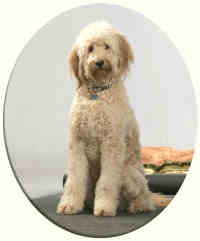 Timshell Goldendoodle Molly