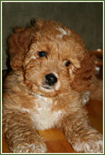 Solid-color coat - Teddy (puppy)