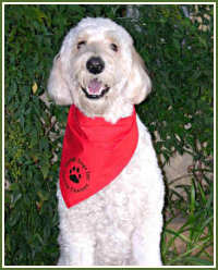 Twinkler Bean: Therapy Dogs Inc. Doodle