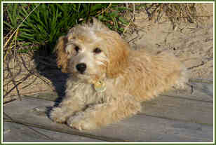 micro goldendoodle full grown