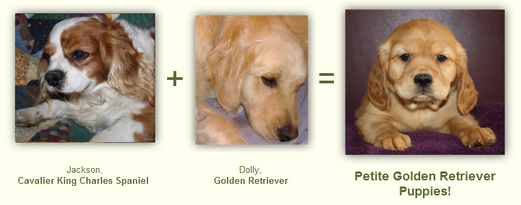 What is a Petite Golden Retriever?