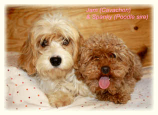 Jam (Cavachon Mother) & Spanky (Toy Poodle Sire)