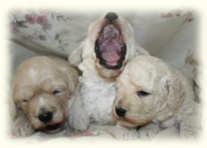 Sparky (center) Yawning Big!