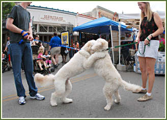 Adrienne D.'s RILEY meets up with another Timshell Farm Goldendoodle at the Texas Poppy Festival!