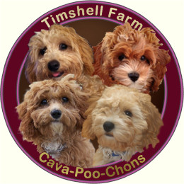 Timshell Farm CavaPooChons