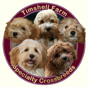 Timshell Farm Specialty Crossbreed Puppies