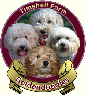 Timshell Farm Goldendoodles