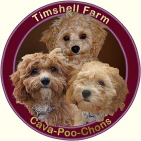 Timshell Farm Cava-Poo-Chons