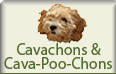 Cavachon & Cava-Poo-Chon Puppies